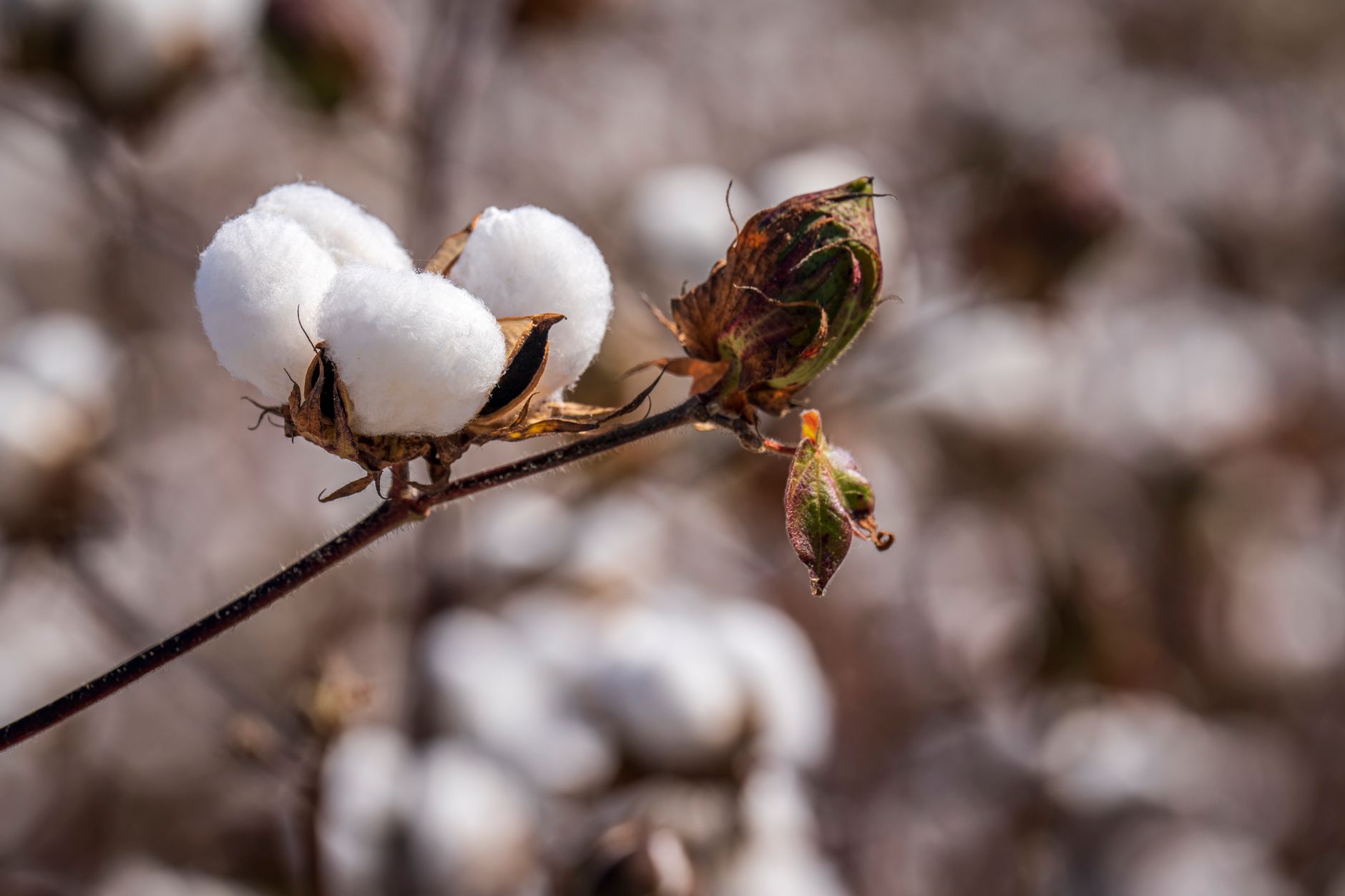 cotton growing on branch